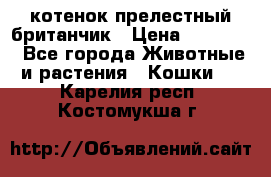 котенок прелестный британчик › Цена ­ 12 000 - Все города Животные и растения » Кошки   . Карелия респ.,Костомукша г.